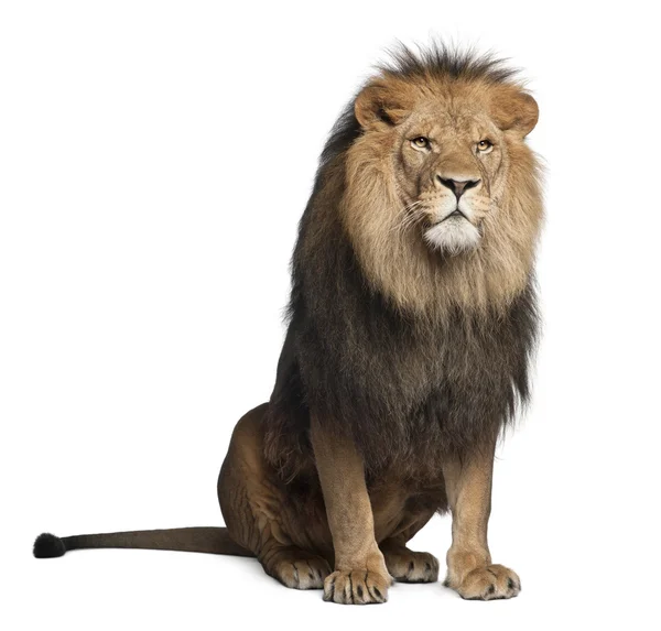 лев звуки рычания льва